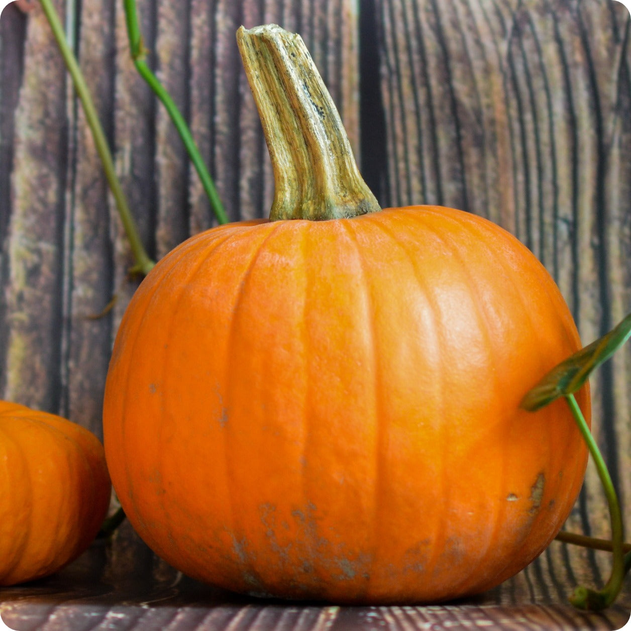 Pumpkin Exploring A New Pumpkin Patch Location | Pumpkin Season 2024