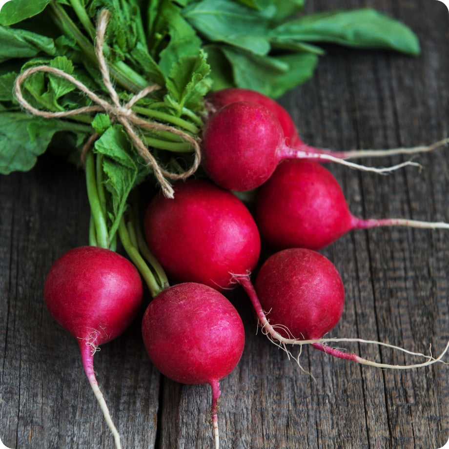 Champion Radish Seeds � Heirloom Untreated NON-GMO From Canada � The&nbsp; Incredible Seed Company Ltd