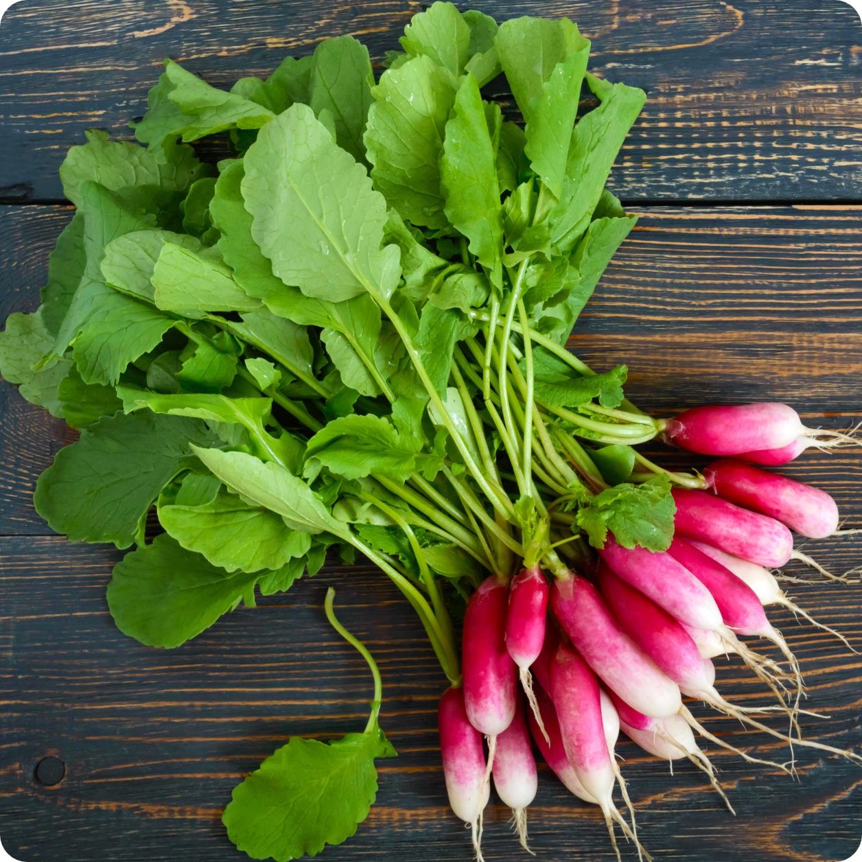 French Breakfast Radish Seeds - 200 Count, Non-GMO, USA Grown, Free Shipping