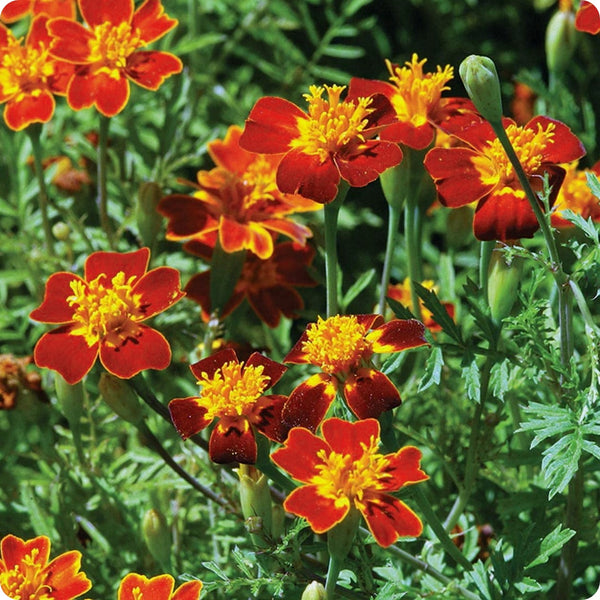 Marigold Seeds - Red Gem