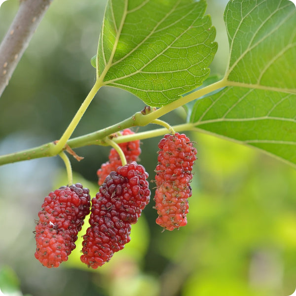 Mulberry Seeds - Red