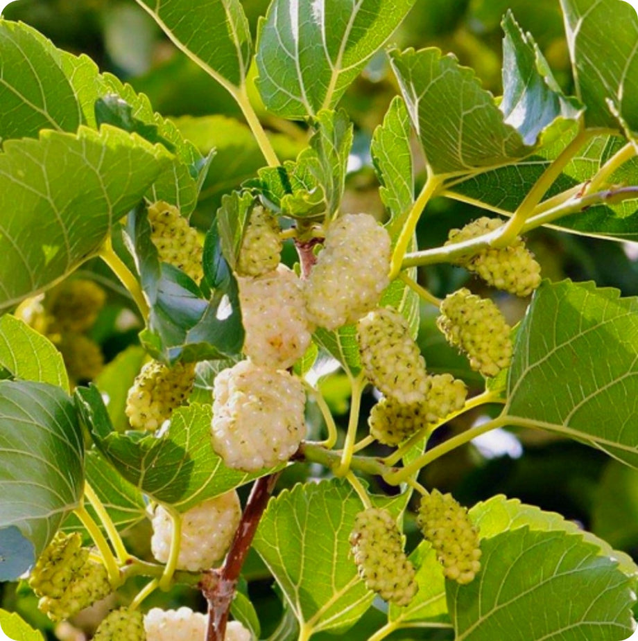 Mulberries – The Incredible Seed Company Ltd