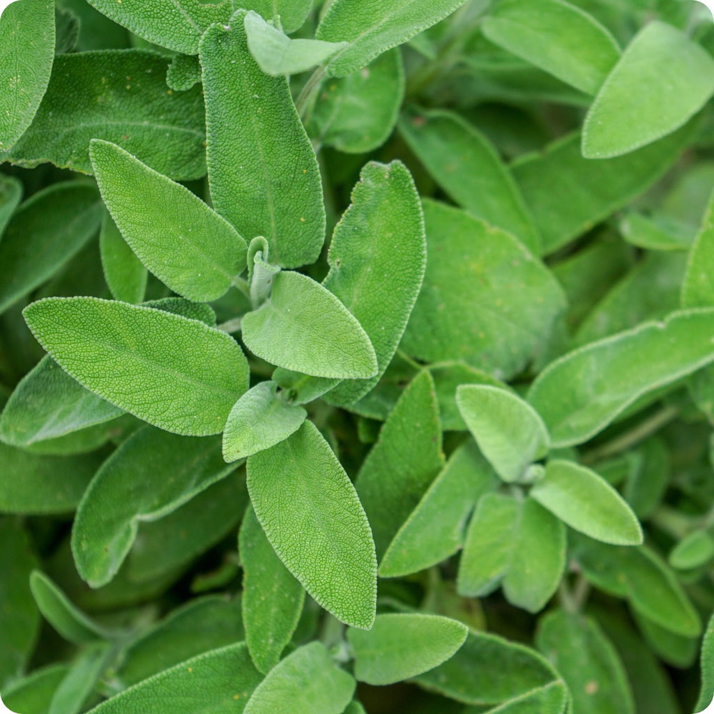 Broadleaf Sage Roots Perennials – Page 2 – The Incredible Seed Company Ltd