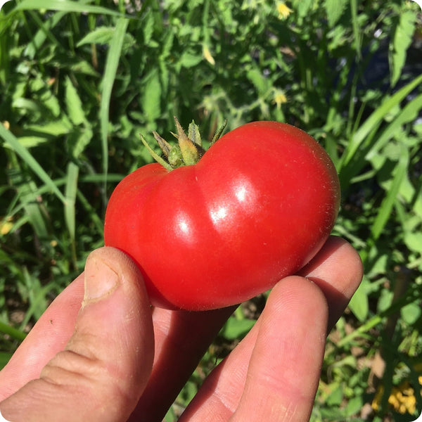 Sasha Altaï  - Slicer Tomato Seeds
