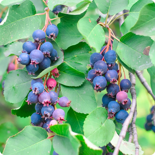 Saskatoon Berry Seeds