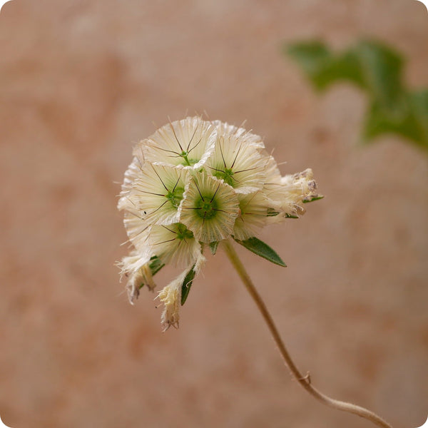 Scabiosa Seeds - Starflower