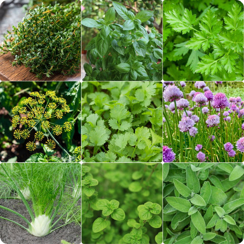 Your Deluxe Herb Garden