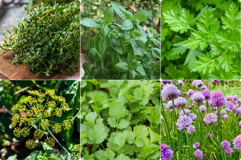 Your Herb Garden