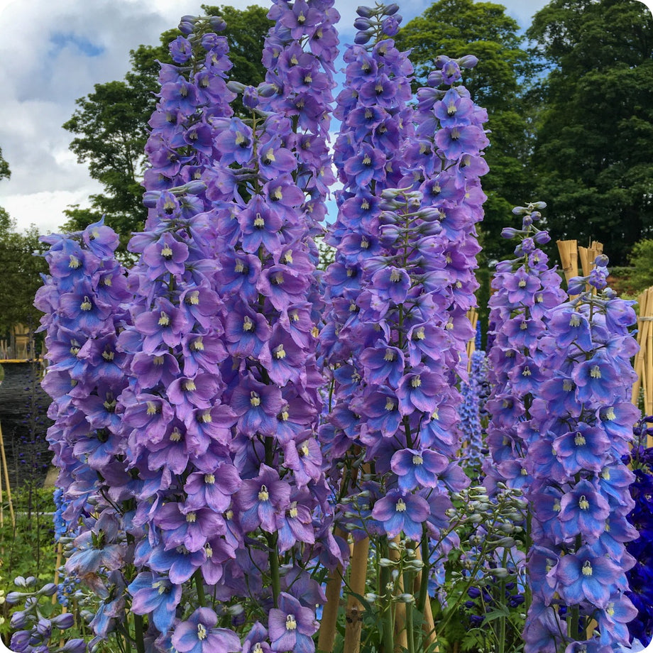 Cut Flowers – Tagged 