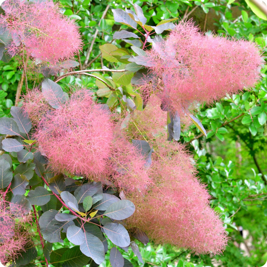 Smoke Bush Seeds Smoke Bush Seeds