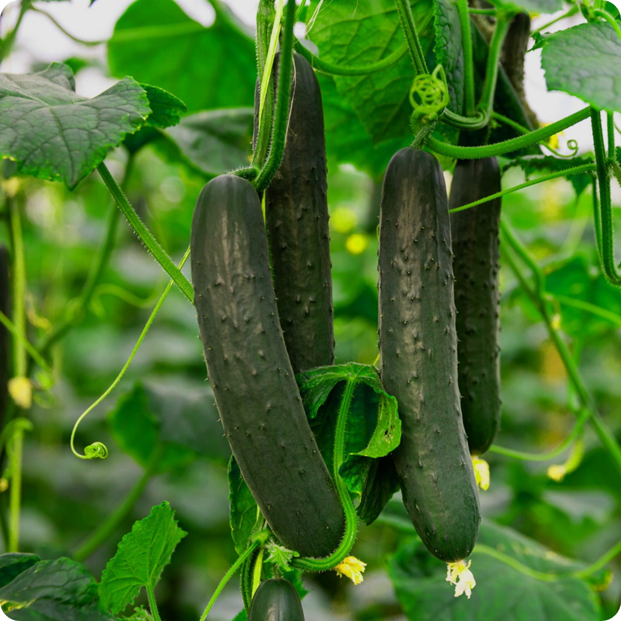 Spacemaster Cucumber Seeds Heirloom Untreated NON GMO From Canada spacemaster-cucumber-seeds-heirloom-untreated-non-gmo-from-canada