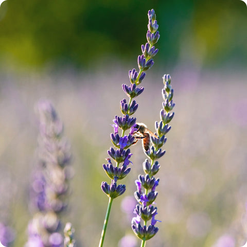 Lavender Seeds - Spike