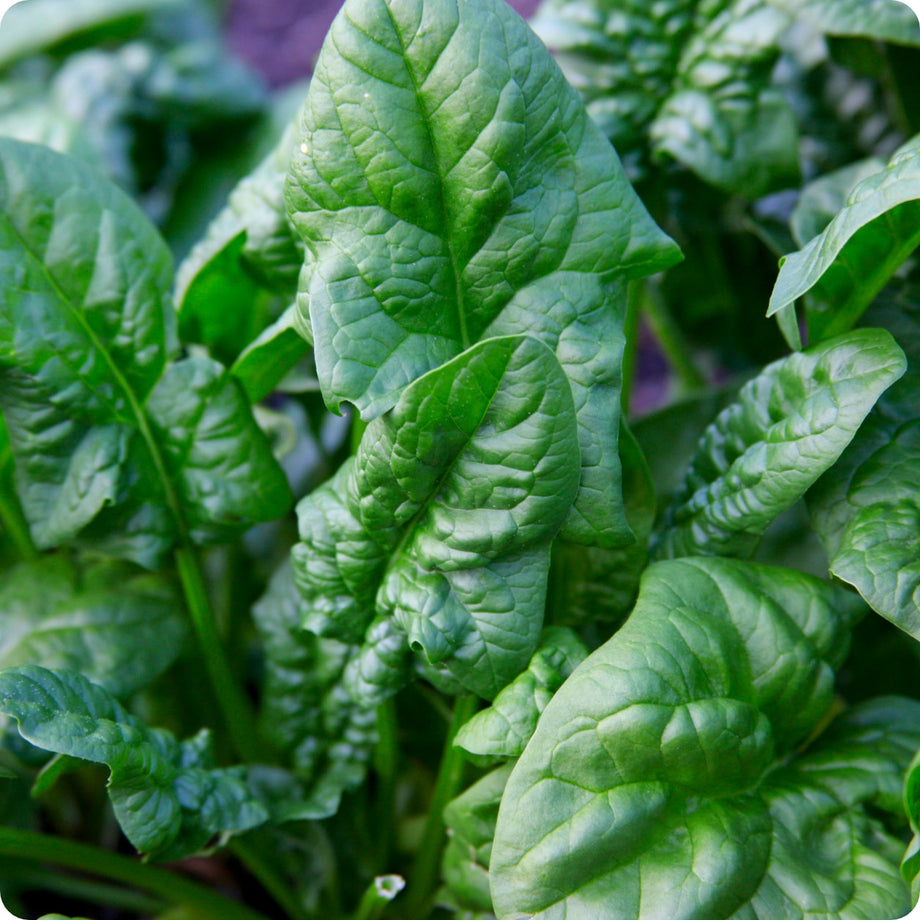 Spinach Seeds Bloomsdale