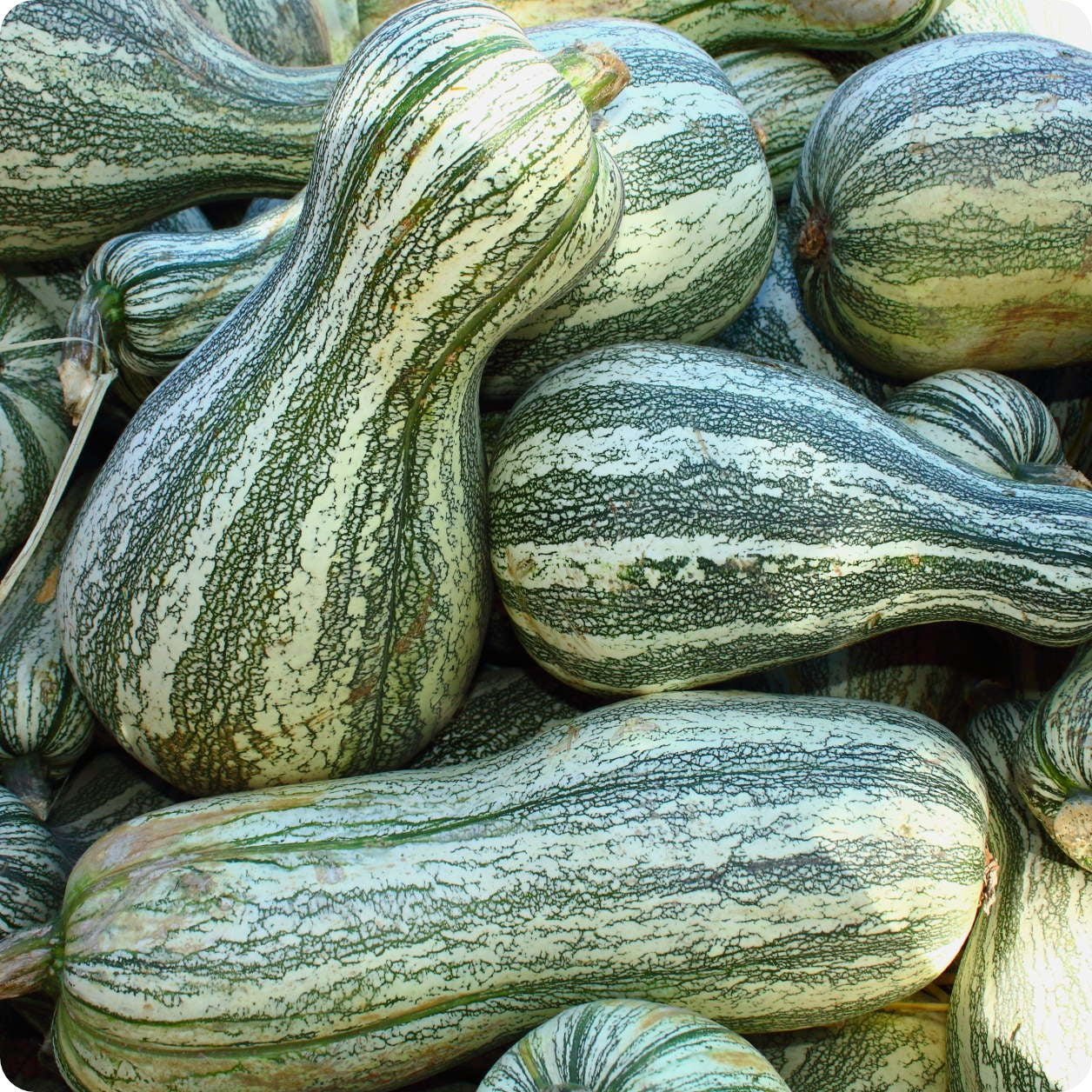 Green Striped Cushaw Squash Seeds Heirloom Untreated NON GMO From green-striped-cushaw-squash-seeds-heirloom-untreated-non-gmo-from