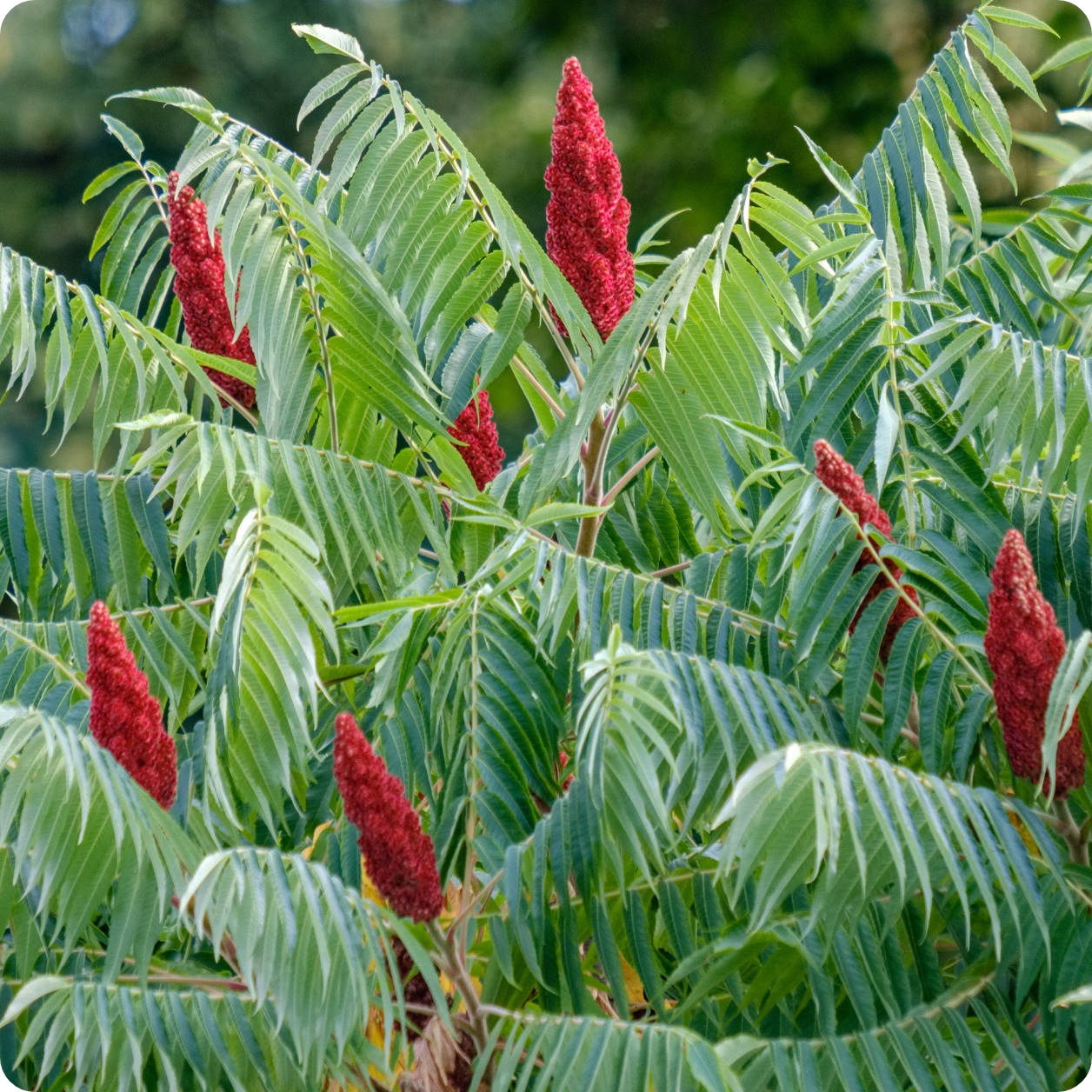Sumac Tree Whatever You Do, Do NOT Disrespect The Sumac Tree