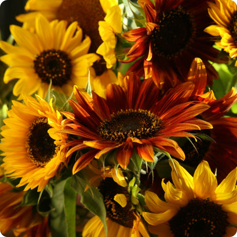 Sunflower Seeds - Autumn Beauty