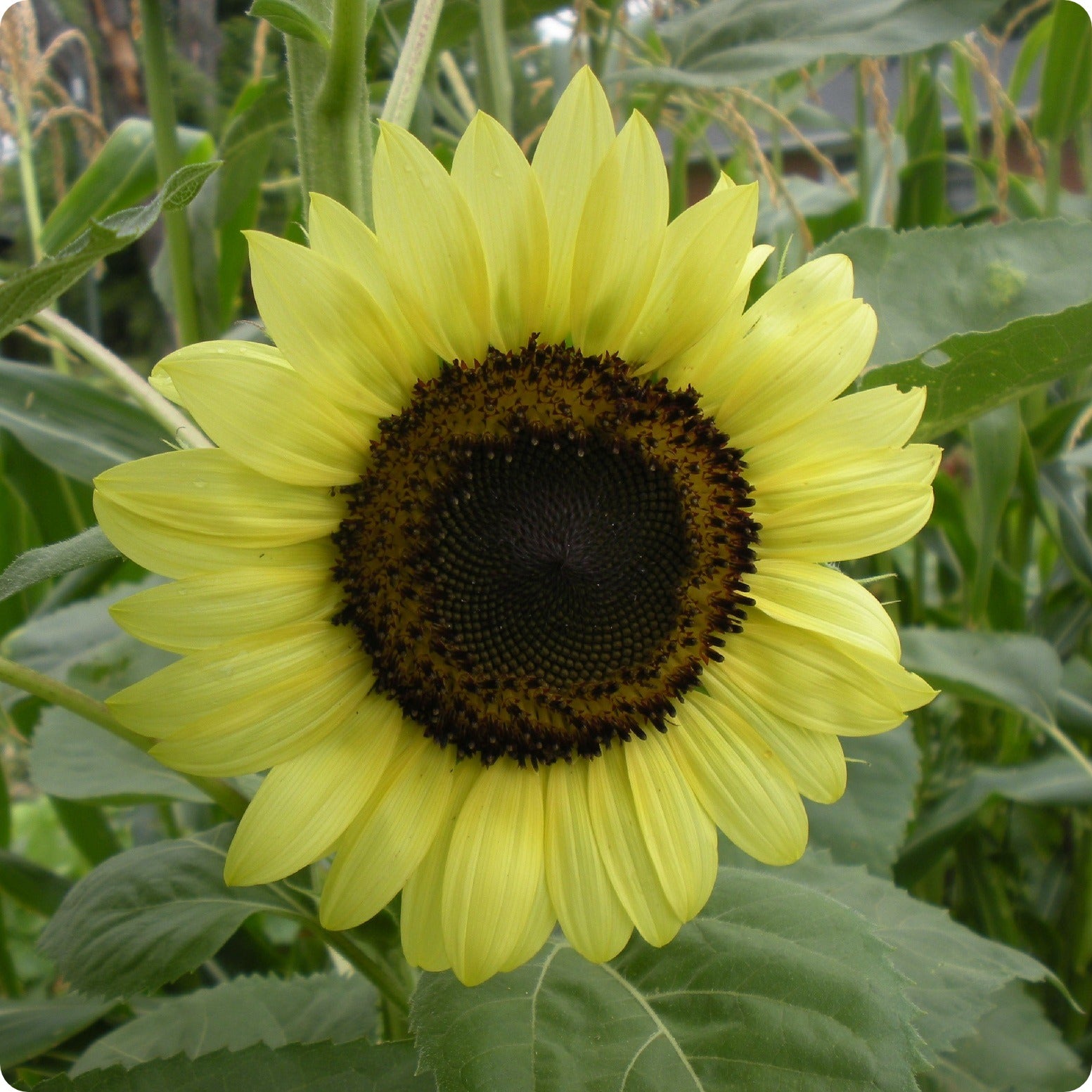Sunflower Seeds Lemon Queen The Incredible Seed Company Ltd