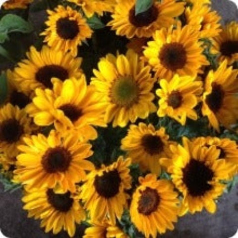 Sunflower Seeds - Branching Sonja