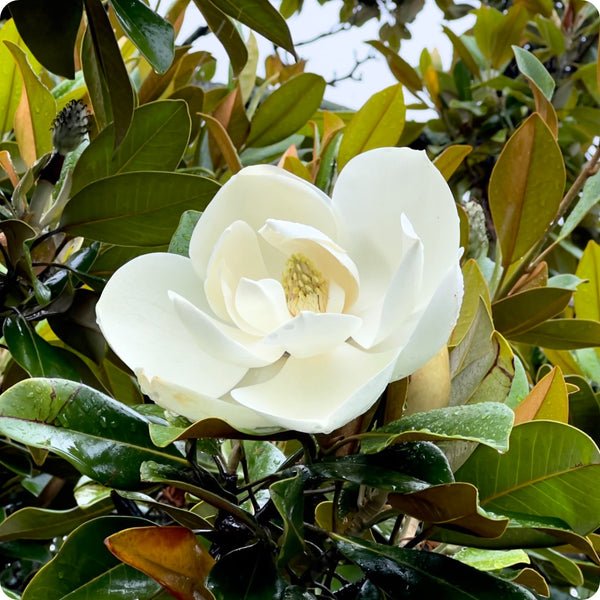 Magnolia Seeds - Sweetbay