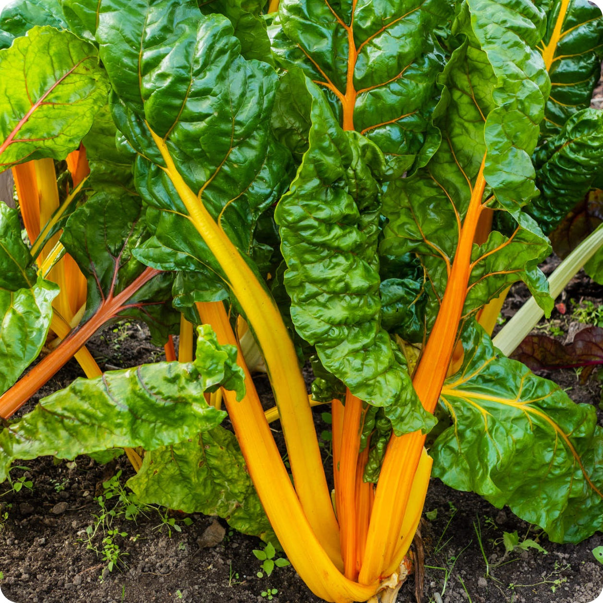 Swiss Chard Seeds - Orange – The Incredible Seed Company Ltd