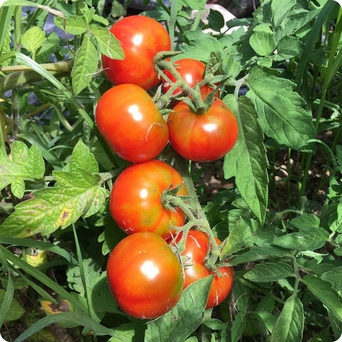 Alaska - Slicer Tomato Seeds