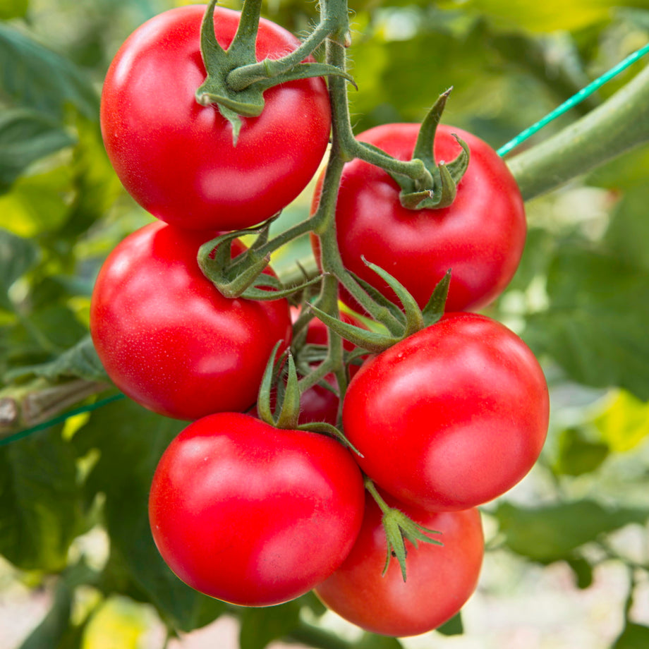 Heirloom Heritage Tomato Seeds Available from a Canadian Seed