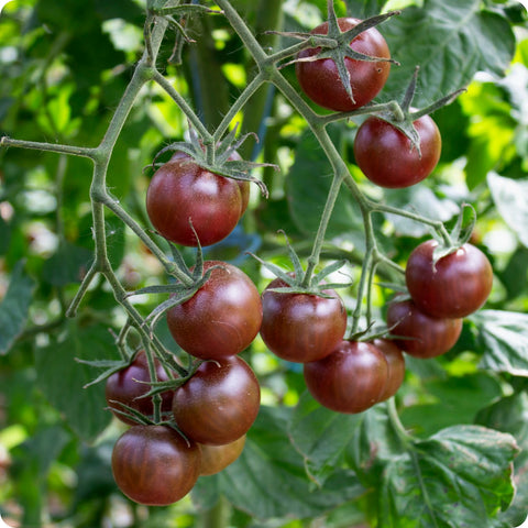 Black Cherry - Cherry Tomato Seeds