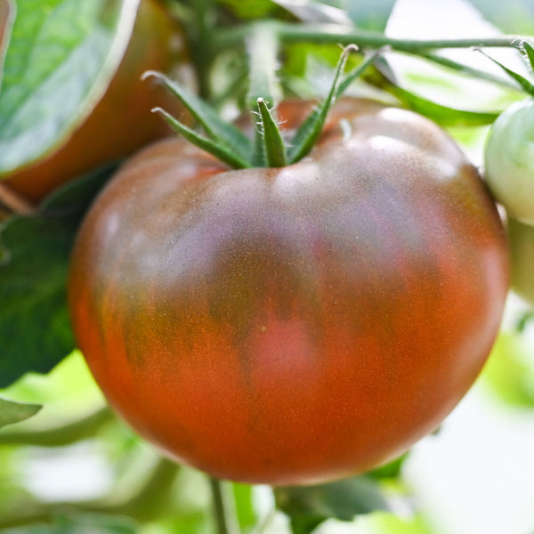 Black Prince - Slicer Tomato Seeds