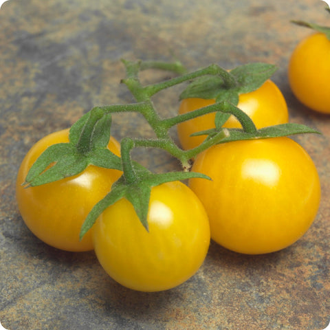 Blondkopfchen - Cherry Tomato Seeds