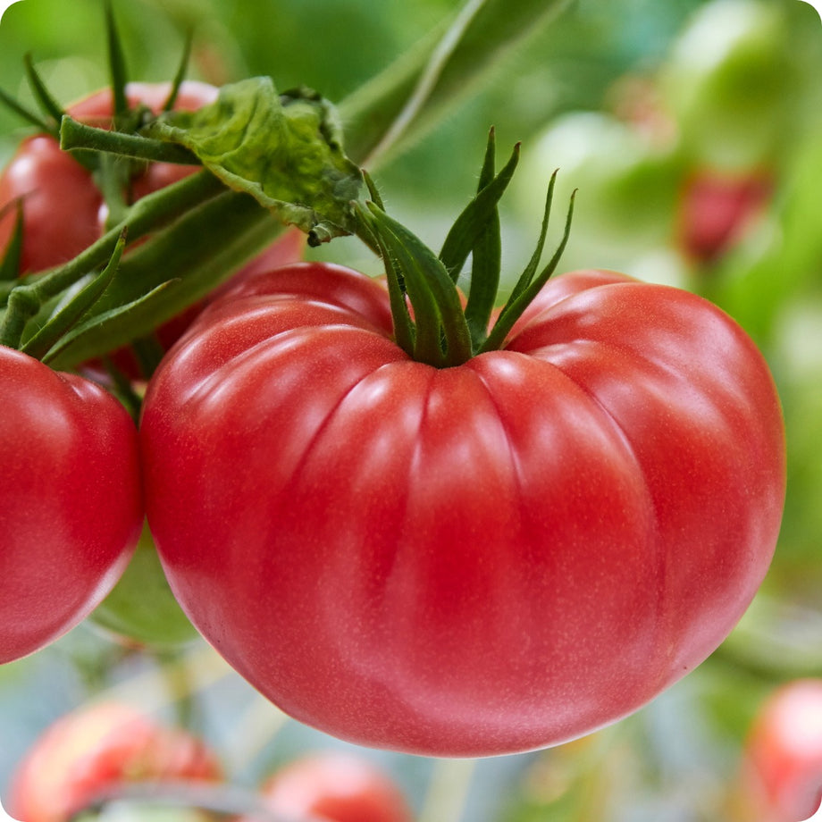 Hirt's Gardens on Instagram: Organic Brandywine Tomato Plant - 4.5 Pot -  No GMO's MSRP: $12.99 $9.99 (You save $3.00 )