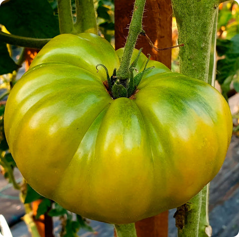 Cherokee, Green - Slicer Tomato Seeds