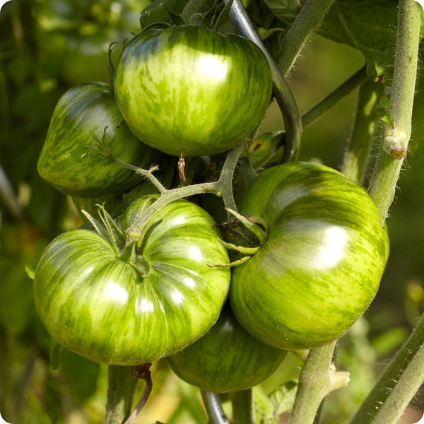 Green Zebra - Slicer Tomato Seeds