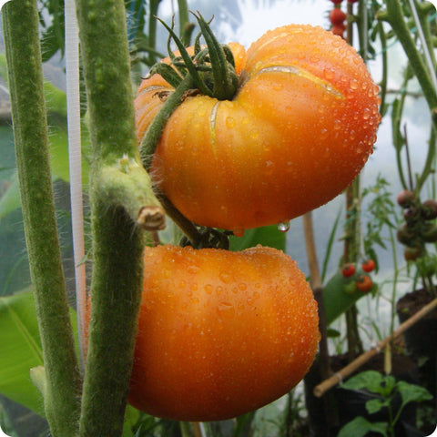 Hillbilly Potato Leaf - Slicer Tomato Seeds