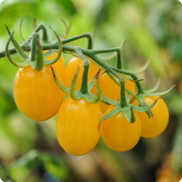 Ildi - Cherry Tomato Seeds