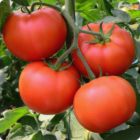 Mortgage Lifter - Slicer Tomato Seeds