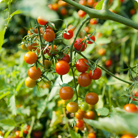 Red Currant - Cherry Tomato Seeds
