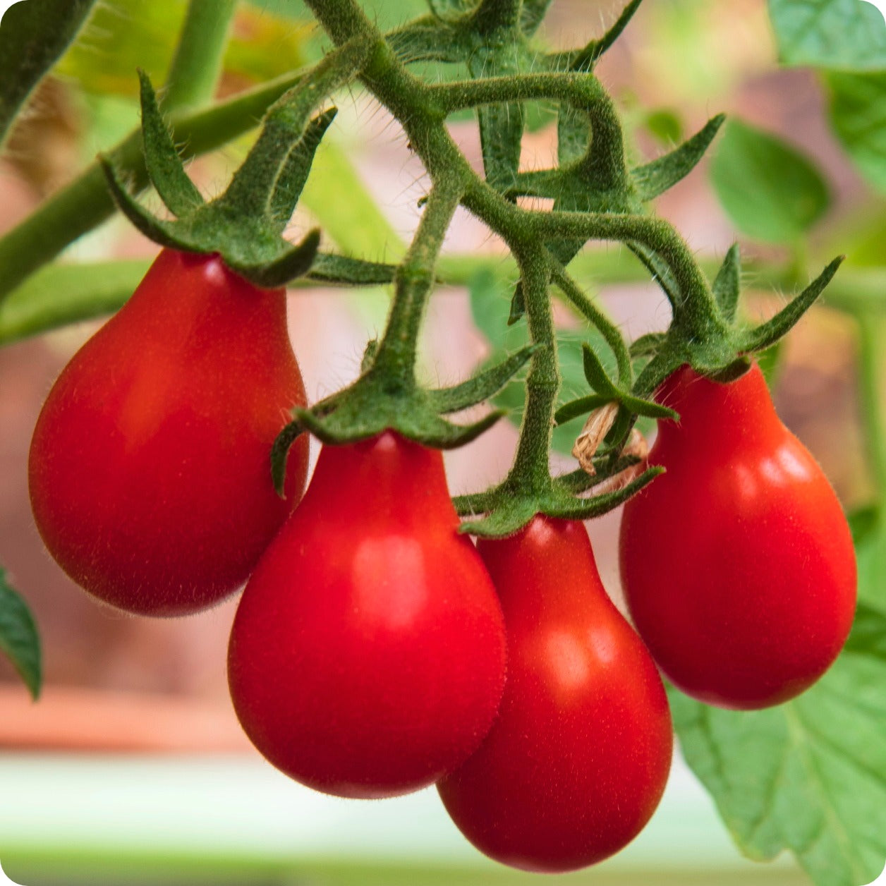 Red Pear Cherry Tomato Seeds – Heirloom Untreated NON-GMO From Canada ...