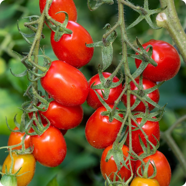 Roma VF - Paste Tomato Seeds
