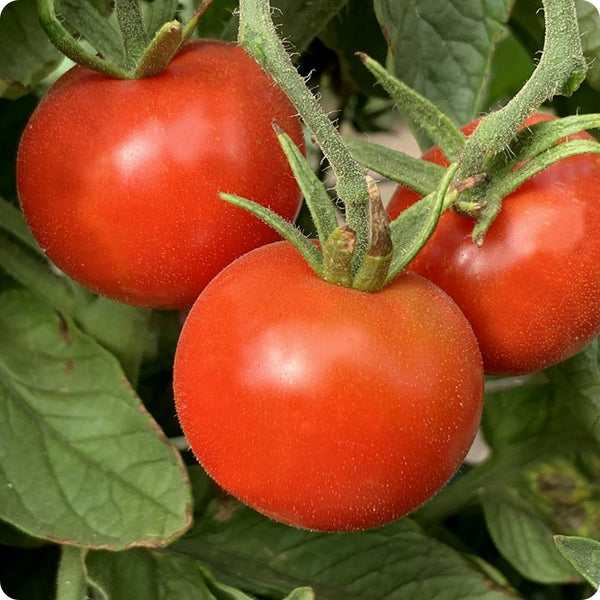 Stupice - Slicer Tomato Seeds