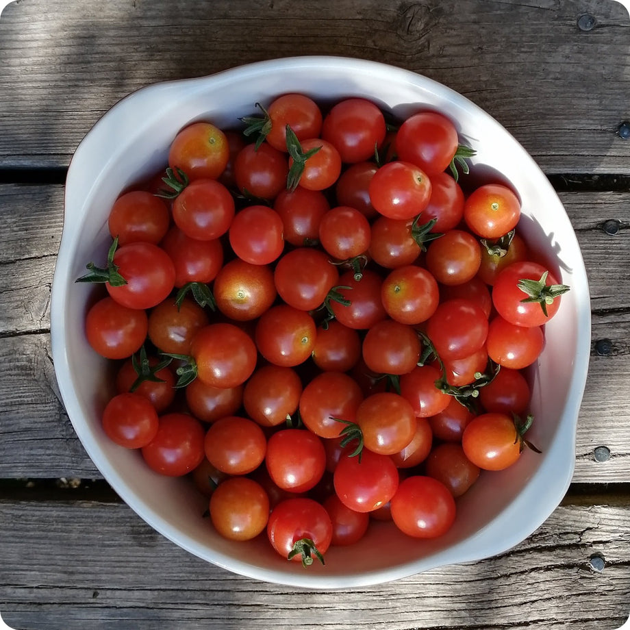 Heritage Cherry Tomato Seeds Available from a Canadian Seed