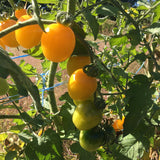 Yellow Gooseberry - Cherry Tomato Seeds