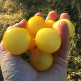 Yellow Gooseberry - Cherry Tomato Seeds