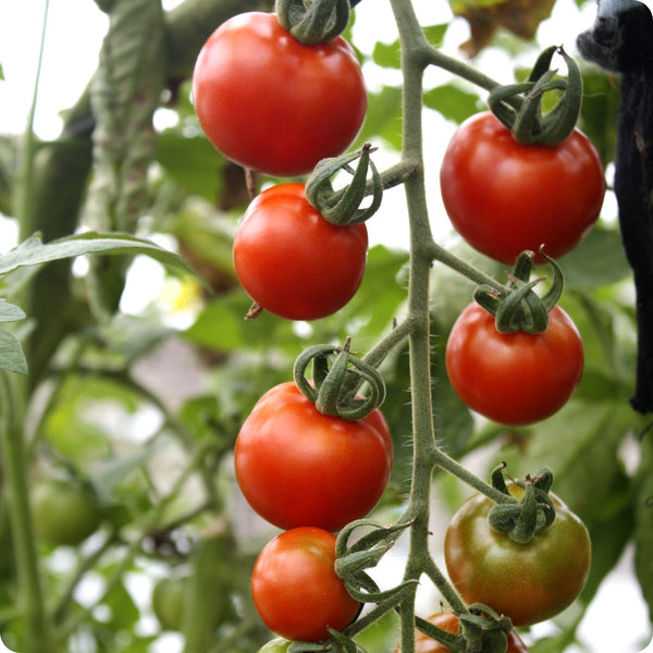 Gardeners' Delight - Cherry Tomato Seeds