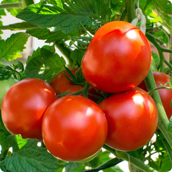 Oregon Spring - Slicer Tomato Seeds