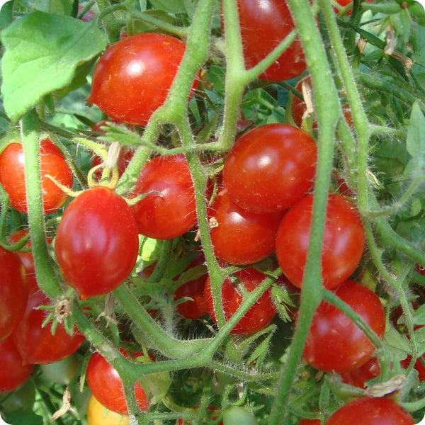 Principe Borghese - Paste Tomato Seeds