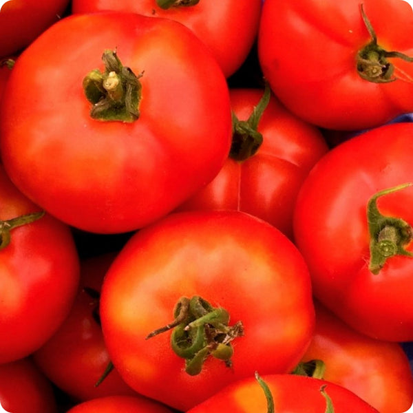 Scotia  - Slicer Tomato Seeds