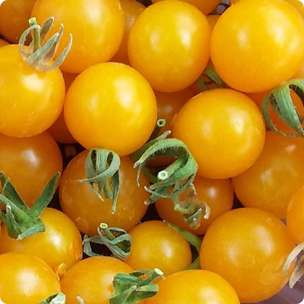 Iglehart - Cherry Tomato Seeds