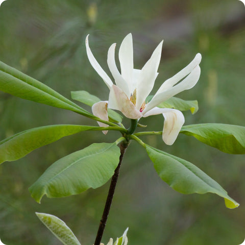 Magnolia Seeds - Umbrella Tree