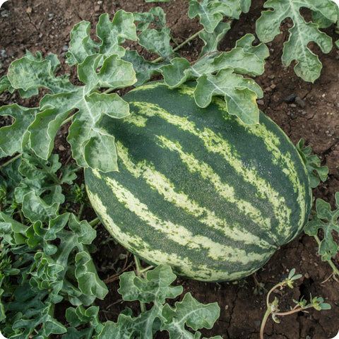 Melon Seeds - Watermelon Klondike Blue Ribbon