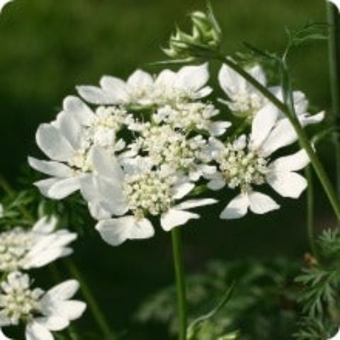 Lace Flower Seeds - White Finch